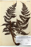 藏品(魚鱗蕨)的圖片